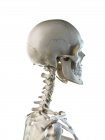 Анатомия костей шеи человеческого скелета, компьютерная иллюстрация . — стоковое фото