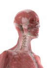 Músculos del cuello y la cabeza en el cuerpo femenino, ilustración por computadora - foto de stock