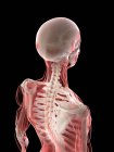 Muscoli del collo e della testa e scheletro nel corpo femminile, illustrazione al computer — Foto stock