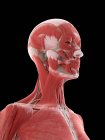Muscles du cou et de la tête dans le corps féminin, illustration par ordinateur — Photo de stock