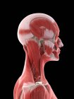 Muscles du cou et de la tête dans le corps féminin, illustration par ordinateur — Photo de stock