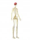 Système nerveux et cerveau dans le squelette humain, illustration par ordinateur — Photo de stock