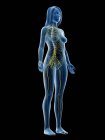 Silhueta feminina abstrata com sistema nervoso visível, ilustração computacional . — Fotografia de Stock