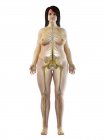 Избыточный вес женского тела с видимой нервной системой и мозгом, компьютерная иллюстрация . — стоковое фото