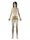 Cuerpo femenino con sistema nervioso visible y cerebro, ilustración por ordenador . - foto de stock