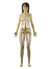 Cuerpo femenino con sistema nervioso visible y cerebro, ilustración por ordenador . - foto de stock