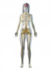 Weiblicher Körper mit sichtbarem Nervensystem und Gehirn, Computerillustration. — Stockfoto