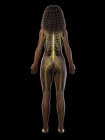Silhouette femminile che mostra il sistema nervoso della schiena, illustrazione del computer . — Foto stock
