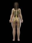 La silueta femenina obesa que muestra el sistema nervioso de la espalda, ilustración por ordenador . - foto de stock