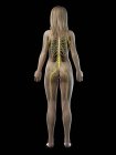 La silueta femenina que muestra el sistema nervioso de la espalda, ilustración por ordenador . - foto de stock