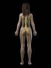 Weibliche Silhouette, die das Nervensystem des Rückens zeigt, Computerillustration. — Stockfoto