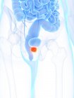 Glándula prostática de color naranja en el cuerpo masculino, ilustración digital
. - foto de stock