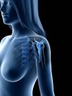 Абстрактні жіночі плечові кістки, комп'ютерна ілюстрація . — стокове фото