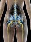 Nervios ciáticos y sistema nervioso en cuerpo humano abstracto, ilustración por computadora . - foto de stock