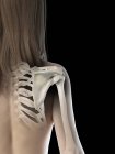 Female body with visible shoulder joint, computer illustration. — Stock Photo