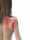 Muscoli della spalla, ossa e articolazioni del corpo femminile, illustrazione del computer — Foto stock