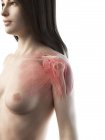 Muscoli della spalla, ossa e articolazioni del corpo femminile, illustrazione del computer — Foto stock