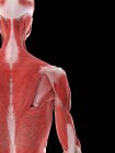 Schultermuskeln des weiblichen Körpers, Computerillustration — Stockfoto