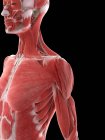 Мышцы плеч женского тела, компьютерная иллюстрация — стоковое фото