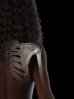 Абстрактні жіночі плечові кістки, комп'ютерна ілюстрація . — стокове фото