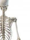 Anatomia delle ossa della spalla dello scheletro umano, illustrazione del computer . — Foto stock
