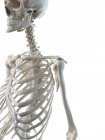 Анатомія кісток людського скелета, комп'ютерна ілюстрація . — стокове фото