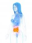 Weibliche Anatomie mit orangefarbenem Dünndarm, digitale Illustration. — Stockfoto