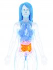 Anatomia feminina com intestino delgado de cor laranja, ilustração digital . — Fotografia de Stock