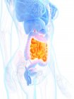 Female anatomy with orange colored small intestine, digital illustration. — Stock Photo