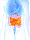 Male anatomy with orange colored small intestine, digital illustration. — Stock Photo