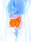Anatomia masculina com intestino delgado de cor laranja, ilustração digital . — Fotografia de Stock