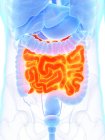 Male anatomy with orange colored small intestine, digital illustration. — Stock Photo