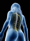 Anatomía femenina que muestra la médula espinal, ilustración por computadora - foto de stock