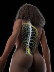 Anatomie féminine montrant la moelle épinière, illustration informatique — Photo de stock