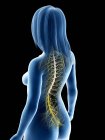 Anatomia femminile che mostra il midollo spinale, illustrazione del computer — Foto stock