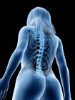 Anatomía femenina que muestra columna vertebral, ilustración por computadora - foto de stock