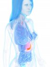 Orange colored stomach in abstract female anatomical body, computer illustration. — Stock Photo
