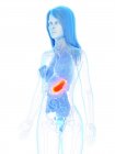 Estômago de cor laranja em corpo anatômico feminino abstrato, ilustração de computador . — Fotografia de Stock
