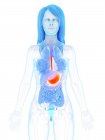 Помаранчевий шлунок у абстрактному жіночому анатомічному тілі, комп'ютерна ілюстрація . — стокове фото