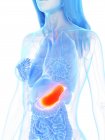 Orange colored stomach in abstract female anatomical body, computer illustration. — Stock Photo