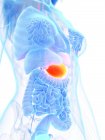 Помаранчевий шлунок у абстрактному жіночому анатомічному тілі, комп'ютерна ілюстрація . — стокове фото