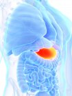 Помаранчевий кольоровий шлунок у абстрактному чоловічому анатомічному тілі, комп'ютерна ілюстрація . — стокове фото
