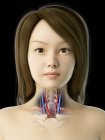 Anatomía de la garganta de la mujer, ilustración digital . - foto de stock