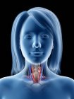 Anatomie de la gorge de la femme, illustration numérique . — Photo de stock