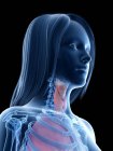 Анатомія горла жінки, цифрова ілюстрація . — стокове фото