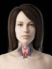 Anatomy of thyroid gland in female body, computer illustration. — Stock Photo