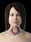 Anatomía de la glándula tiroides en el cuerpo femenino, ilustración por computadora . - foto de stock