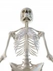 Анатомія кісток верхнього тіла людини, комп'ютерна ілюстрація — стокове фото