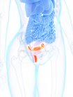 Weibliche Anatomie mit detailliertem Uterus, Computerillustration. — Stockfoto