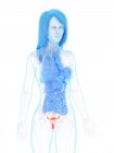 Anatomía femenina con útero detallado, ilustración por computadora
. - foto de stock